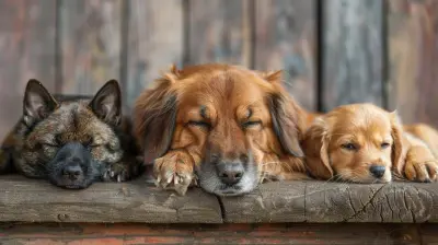 Moving with Pets: Making the Transition Easier