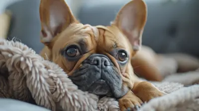 Pet-Friendly Luxury Apartments: What to Look For