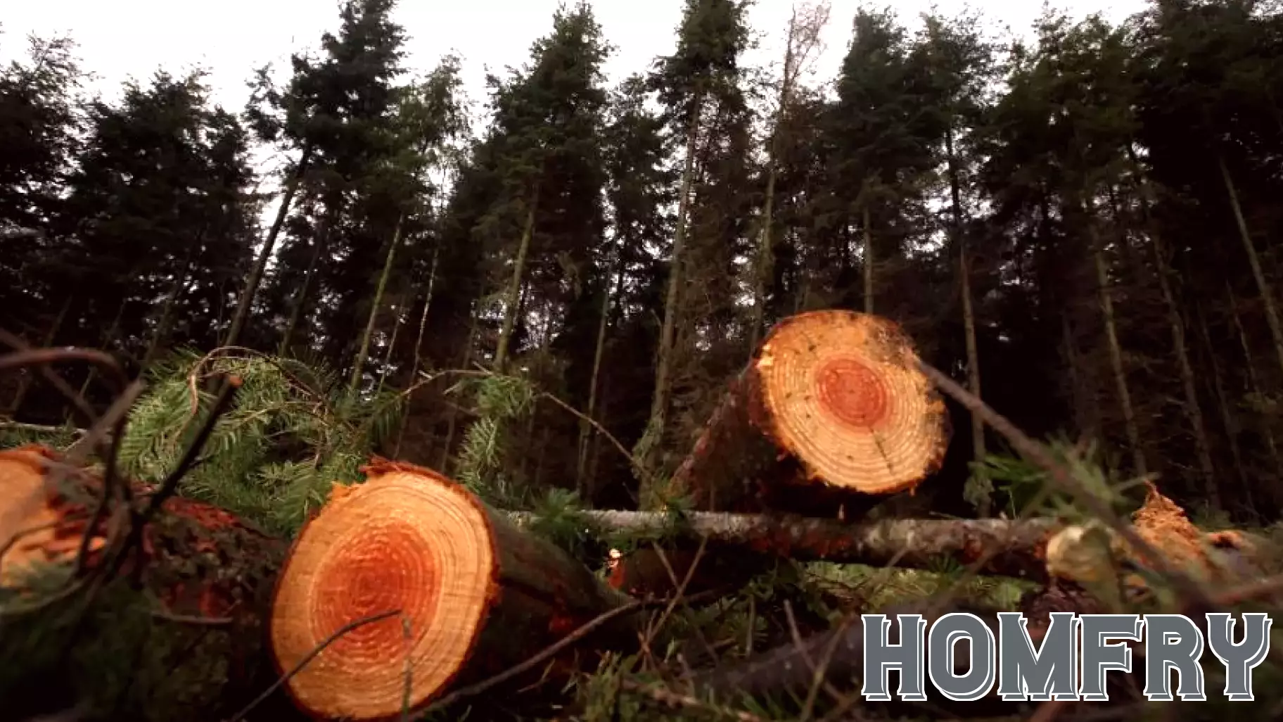 Issaquah Real Estate Agent Faces Potential $2 Million Fine Over Alleged Illegal Tree Removal