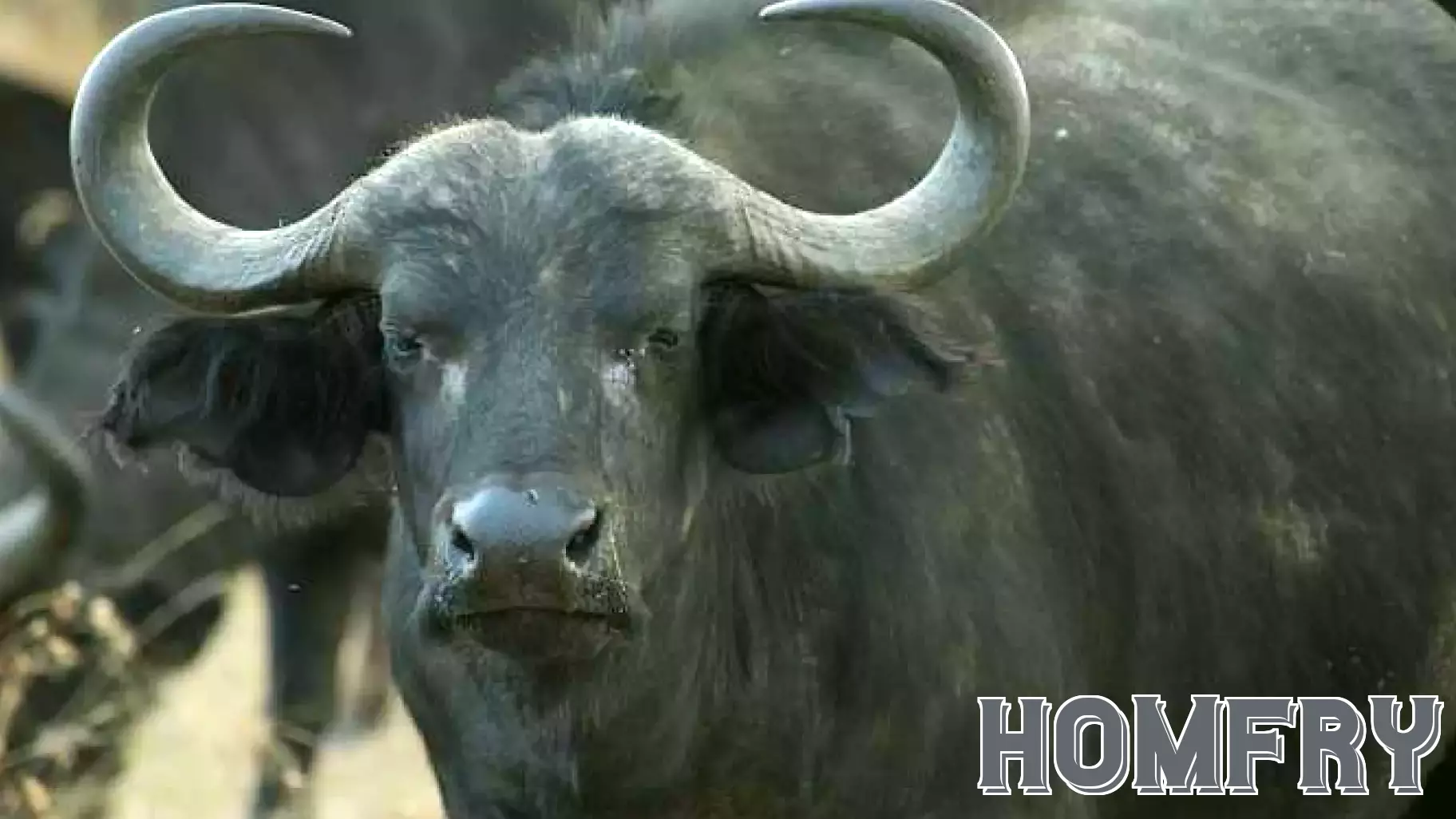 Texas Real Estate Mogul Dies in Buffalo Hunting Incident in South Africa