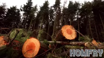 Issaquah Real Estate Agent Faces Potential $2 Million Fine Over Alleged Illegal Tree Removal