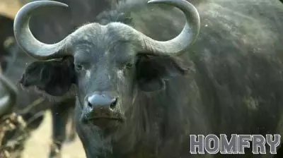 Texas Real Estate Mogul Dies in Buffalo Hunting Incident in South Africa